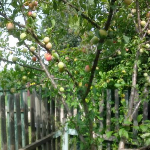 Сорта слив для чернослива. История селекции сорта 05