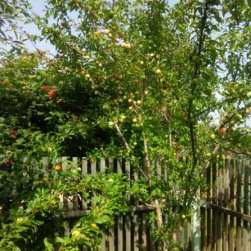 Сорта слив для чернослива. История селекции сорта 03