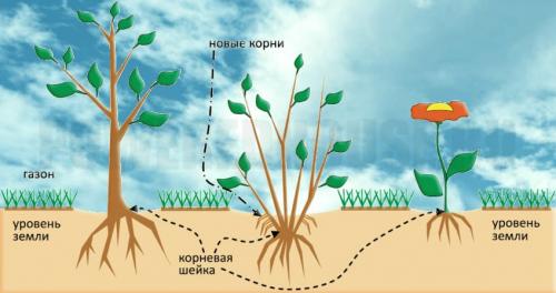 Как посадить дерево. На какую глубину сажать деревья и кустарники