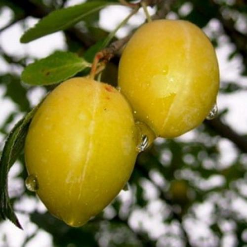 Сорта слив для чернослива. История селекции сорта 10