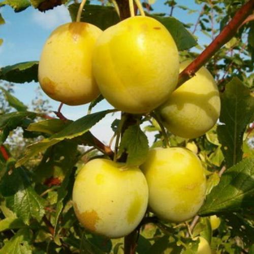 Сорта слив для чернослива. История селекции сорта 04