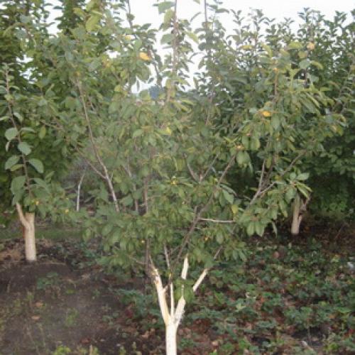 Сорта слив для чернослива. История селекции сорта 07