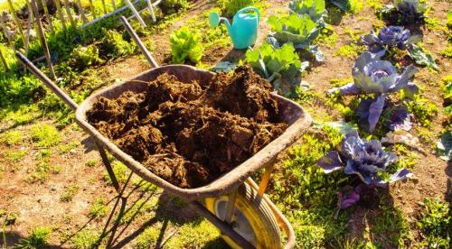 Как правильно вносить перегной в почву осенью. Горячий способ 02