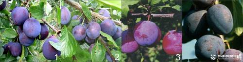 Как ухаживать за сливой. Выбор места для сливы 01 Как ухаживать за сливой. Выбор места для сливы 01