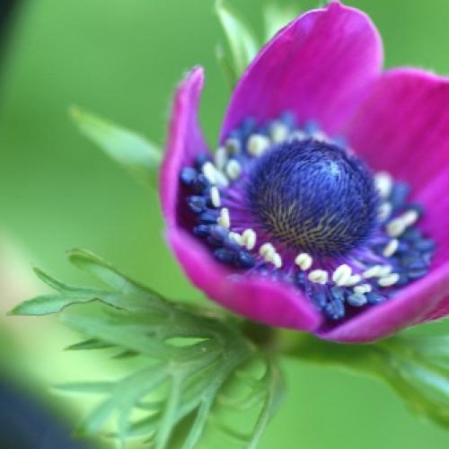 Посадка анемона и уход за цветами весной. Цветы анемоны (ветренница) – посадка и уход, размножение, фото видов и сортов 17