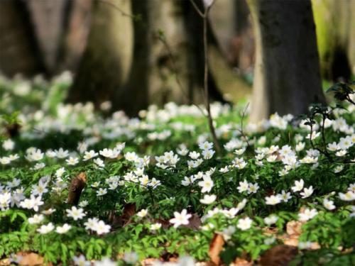 Анемоны нежная посадка. Анемона – посадка, выращивание и уход в открытом грунте, фото сортов с описанием