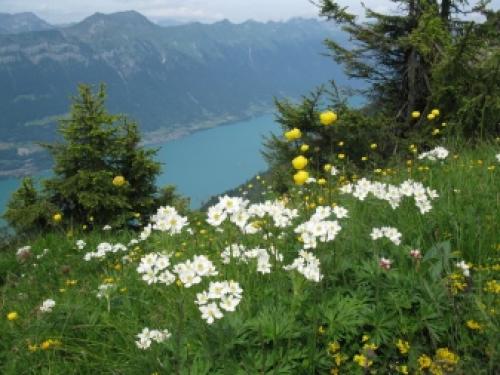 Посадка анемона и уход за цветами весной. Цветы анемоны (ветренница) – посадка и уход, размножение, фото видов и сортов 20