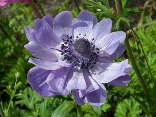 Анемоны нежная посадка. Анемона – посадка, выращивание и уход в открытом грунте, фото сортов с описанием