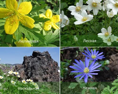 Анемоны когда цветут. Виды и сорта анемоны