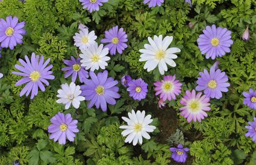 Анемоны нежная посадка. Анемона – посадка, выращивание и уход в открытом грунте, фото сортов с описанием