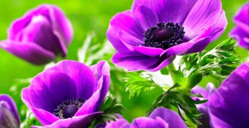 Посадка анемона и уход за цветами весной. Цветы анемоны (ветренница) – посадка и уход, размножение, фото видов и сортов 18