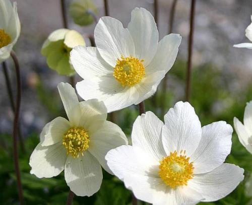 Посадка анемона и уход за цветами весной. Цветы анемоны (ветренница) – посадка и уход, размножение, фото видов и сортов