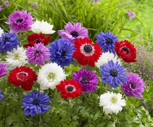 Посадка анемона и уход за цветами весной. Цветы анемоны (ветренница) – посадка и уход, размножение, фото видов и сортов