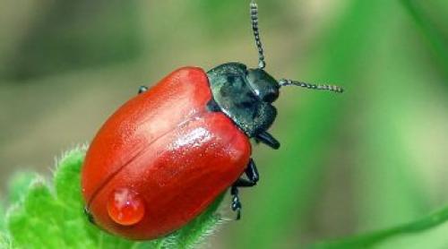 Как защитить тополь от вредителей. Что за вредитель тополевый листоед и как с ним бороться?