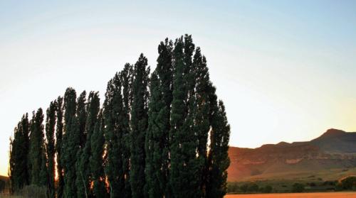 Какие удобрения лучше всего использовать для тополя. Выращивание тополя пирамидального