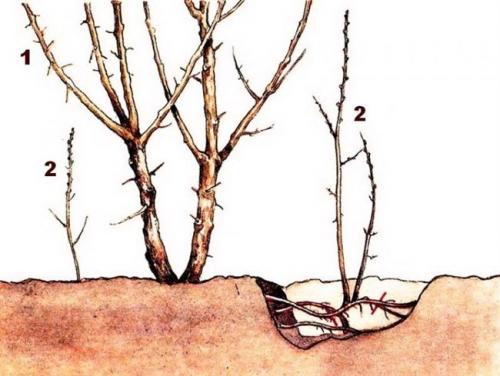 Как вырастить сливу из черенка. Выбор и подготовка черенков