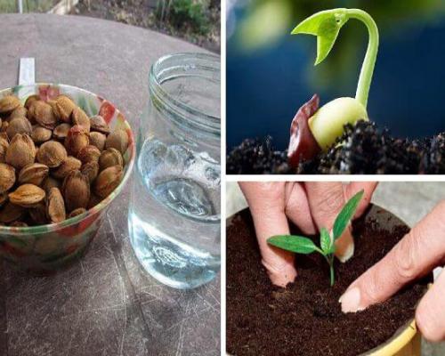 Выращивание сливы из косточки. Способ №1 (включающий длительный этап стратификации) 02