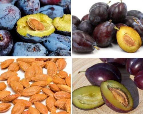 Выращивание сливы из косточки. Способ №1 (включающий длительный этап стратификации) 03