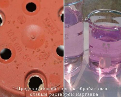 Выращивание сливы из косточки. Способ №1 (включающий длительный этап стратификации) 05