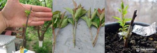 Как вырастить сливу из черенка. Выбор и подготовка черенков