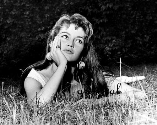 Сент бриджит является моей любимицей. Анемона корончатая: основные сорта 08