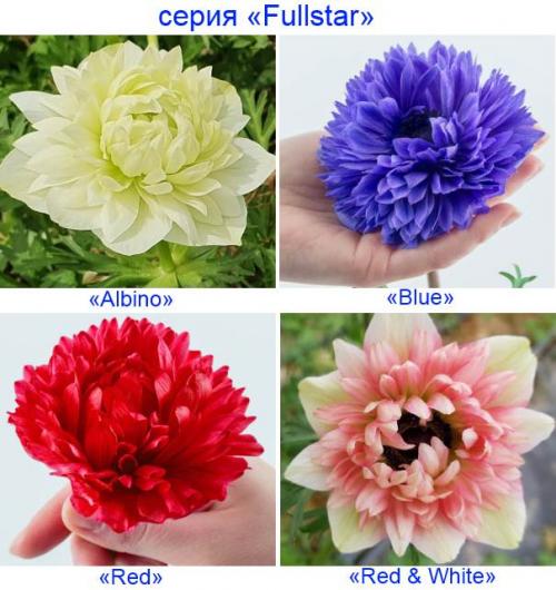 Анемона корончатая сорт сент бриджит Адмирал. Анемона корончатая