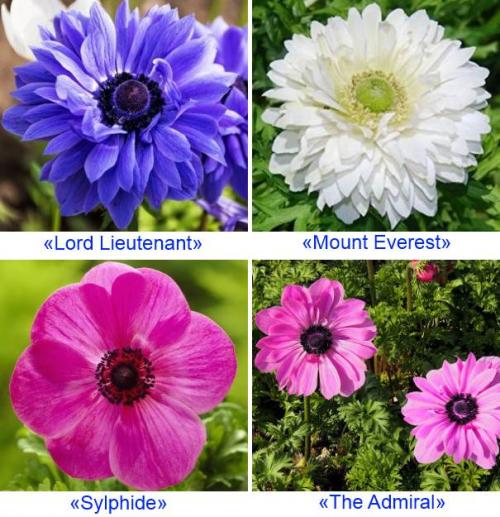 Анемона корончатая сорт сент бриджит Адмирал. Анемона корончатая