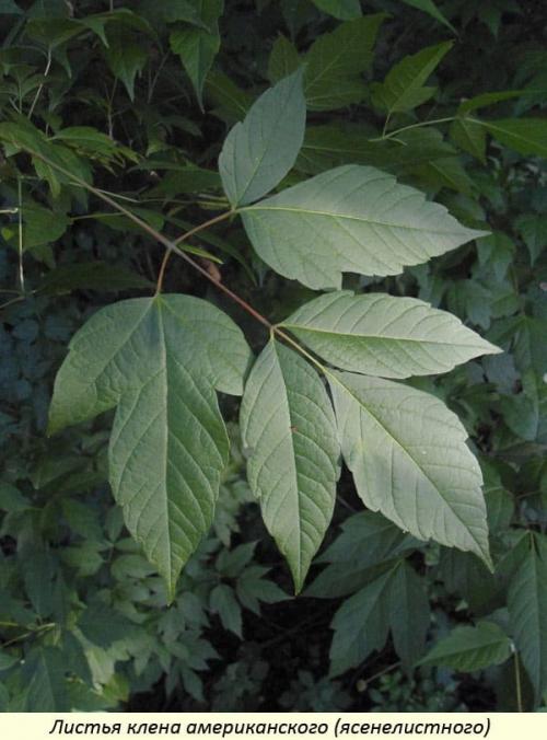 Как уничтожить американский клен. Как появился американский клен в Европе