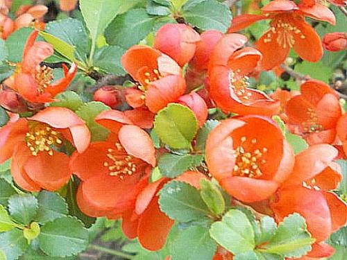 Когда сажать айву японскую. Навигация по записям