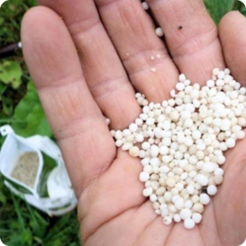 Как правильно посадить сливу для чернослива. КАК ПРАВИЛЬНО ВЫРАЩИВАТЬ СЛИВУ