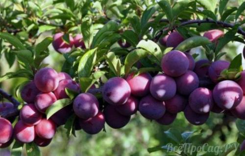 Можно ли сажать сливу одну. Посадка саженцев сливы