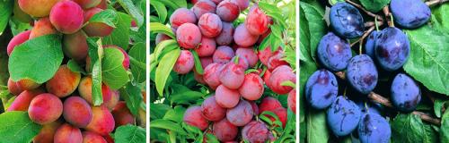 Как правильно посадить сливу для чернослива. КАК ПРАВИЛЬНО ВЫРАЩИВАТЬ СЛИВУ