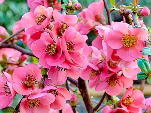 Когда сажать айву японскую. Навигация по записям