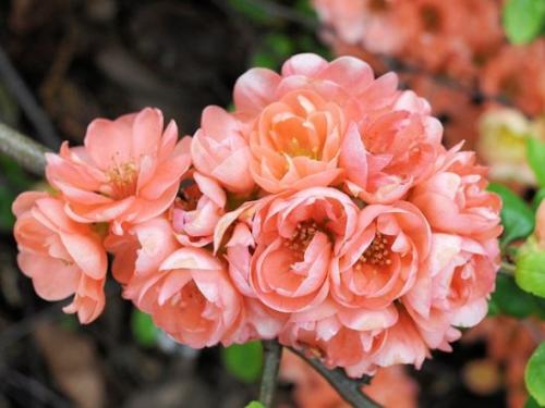 Айва японская описание. Видео: цветение хеномелеса