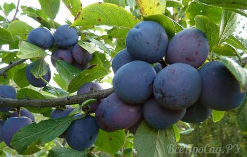 Можно ли сажать сливу одну. Посадка саженцев сливы