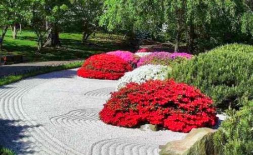 Айва японская описание. Видео: цветение хеномелеса