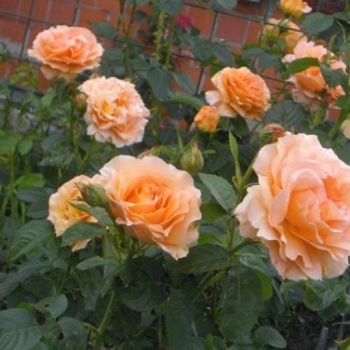 Роза казино описание. Описание розы Casino: преимущества и недостатки 02