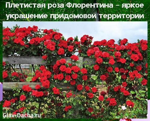 Роза Флорентина. Плетистая роза Флорентина – яркое украшение придомовой территории