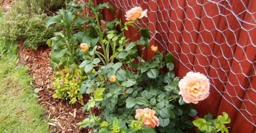 Роза казино описание. Описание розы Casino: преимущества и недостатки 03