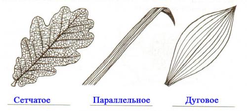 Клевер пашенный тип жилкования. .  Внешнее строение листа — Пасечник. 6 класс. Рабочая тетрадь