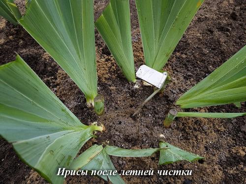 Весенние и осенние садоводческие советы: как правильно сажать ирисы 07