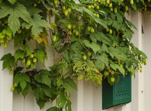 Лианы для дачи и сада: виды, названия, инструкция по выращиванию неприхотливых вьющихся растений