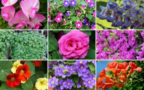Цветы для дачи лианы. Лианы на даче: выбор и особенности применения для оформления и украшения дачи (135 фото + видео)