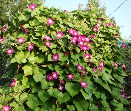 Цветы для дачи лианы. Лианы на даче: выбор и особенности применения для оформления и украшения дачи (135 фото + видео)
