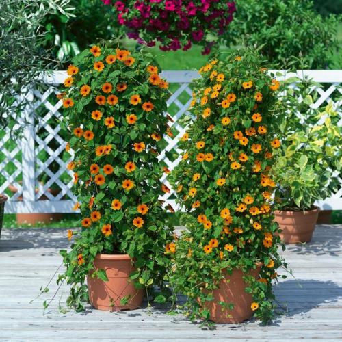 Лианы для дачи и сада: виды, названия, инструкция по выращиванию неприхотливых вьющихся растений