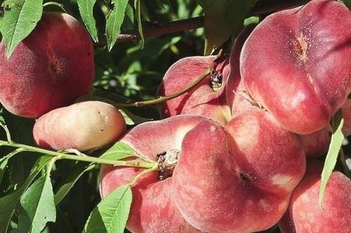 Как вырастить инжирный персик из косточки. Всё об инжирном персике: от посадки до приготовления