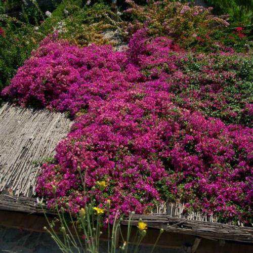 Красивоцветущие лианы. Лианы на даче — быстрорастущие для забора, фото вьющихся растений, какие можно посадить на даче, какие используют для озеленения