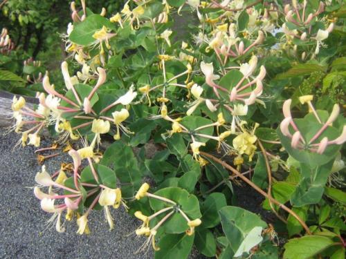 Красивоцветущие лианы. Лианы на даче — быстрорастущие для забора, фото вьющихся растений, какие можно посадить на даче, какие используют для озеленения