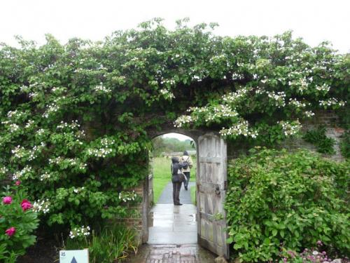 Красивоцветущие лианы. Лианы на даче — быстрорастущие для забора, фото вьющихся растений, какие можно посадить на даче, какие используют для озеленения