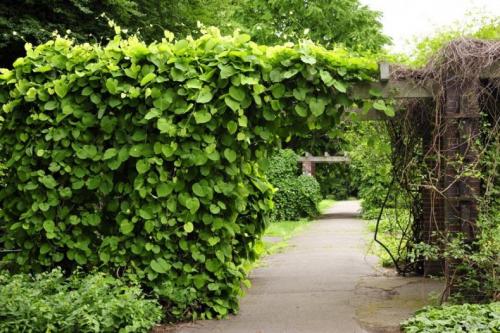 Лианы для дачи и сада: виды, названия, инструкция по выращиванию неприхотливых вьющихся растений